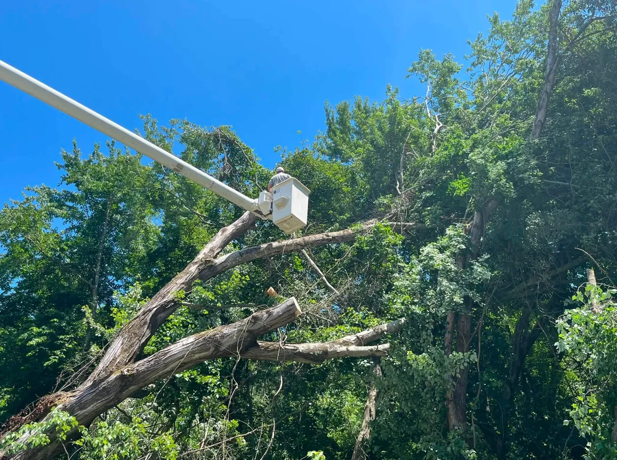 Bucket truck reaching into tree canopy for removal